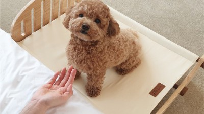 클래식펫츠 득템! 솔직 후기와 꿀팁 대방출🎁
